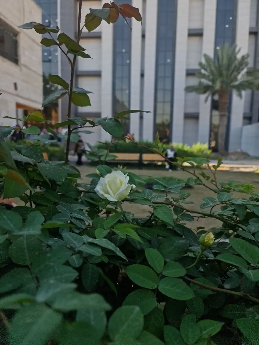 حدائق الحرم الجامعي